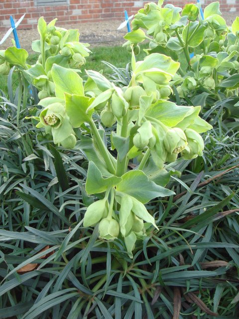 Helleborus foetidus